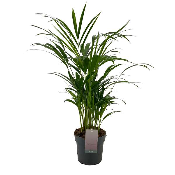 Picture of Dypsis lutescens