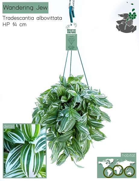Picture of TRADESCANTIA ALBOVITTATA HANGING BASKET