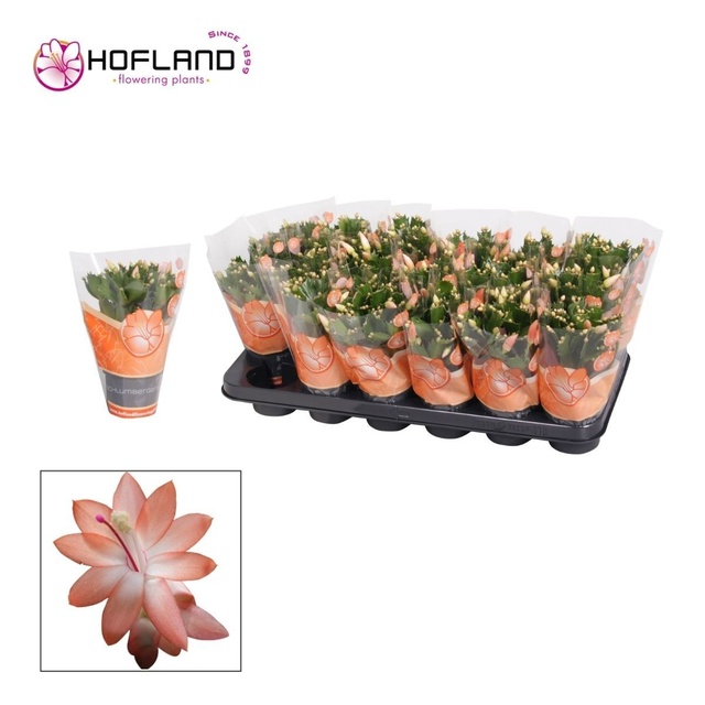 Picture of Schlumbergera - 9 cm - orange (christa)