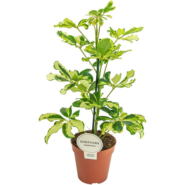Picture of Schefflera arboricola 01pp charlotte