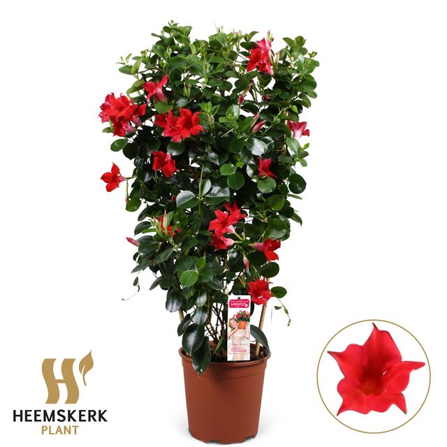 Picture of Mandevilla summerstar red on frame