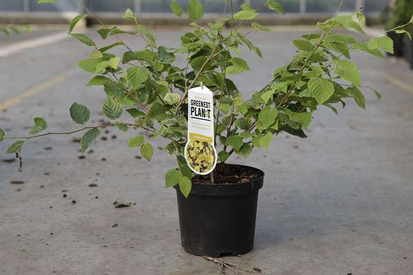 Picture of Corylopsis pauciflora