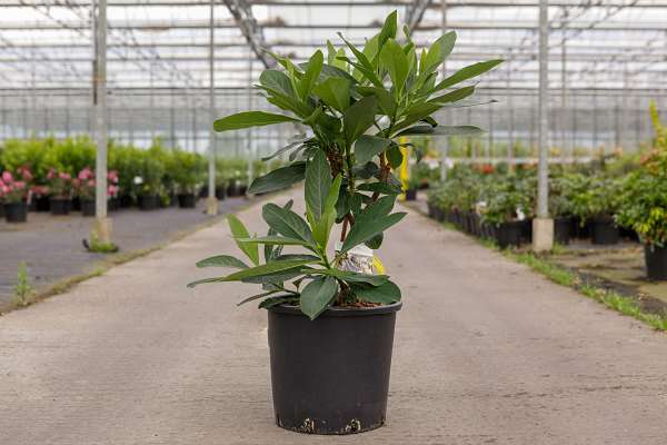 Picture of EDGEWORTHIA CHRYSANTHA