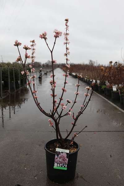 Picture of Viburnum bodnantense charles lamont