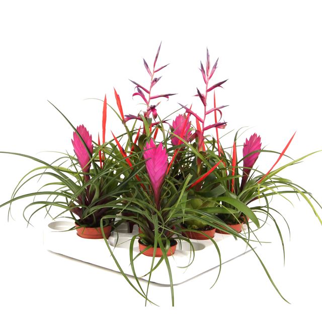 Picture of TILLANDSIA MIX