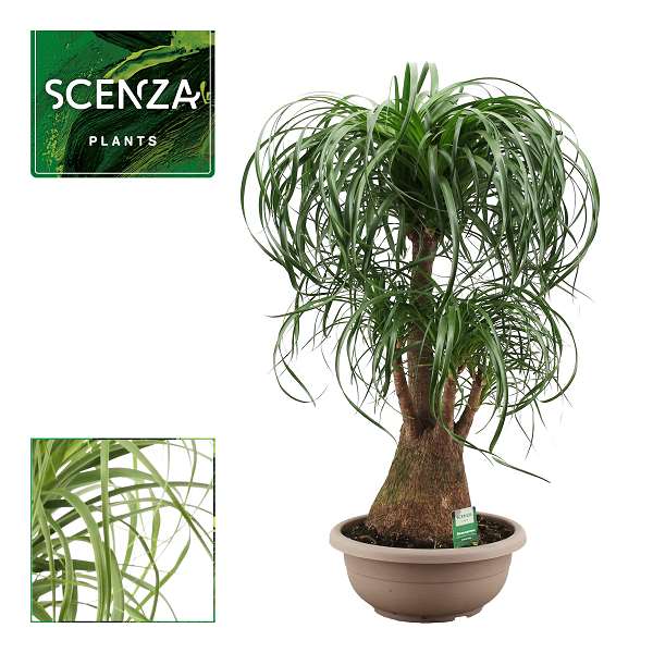 Picture of Beaucarnea branched in bowl