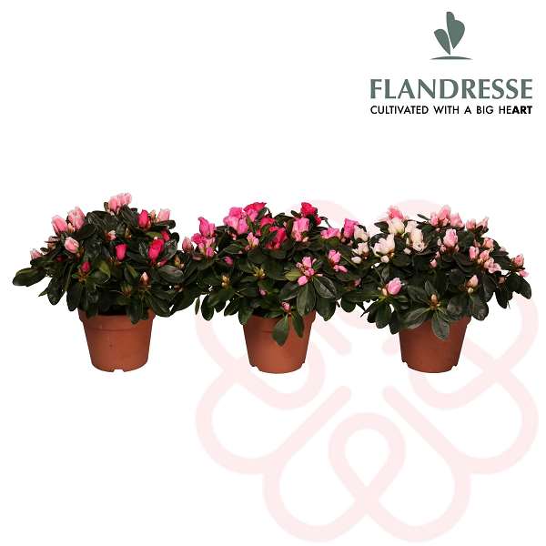 Picture of Azalea flandresse 30cm carnaval