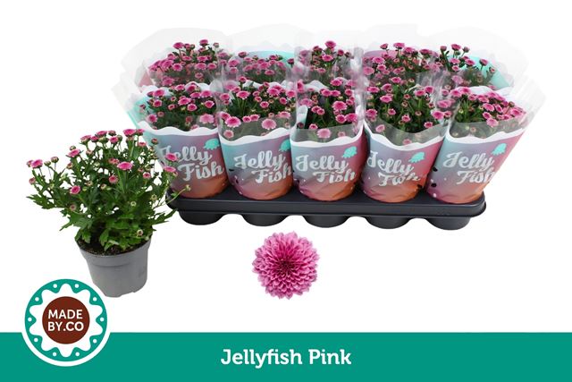 Picture of Chrysanthemum jellyfish pink