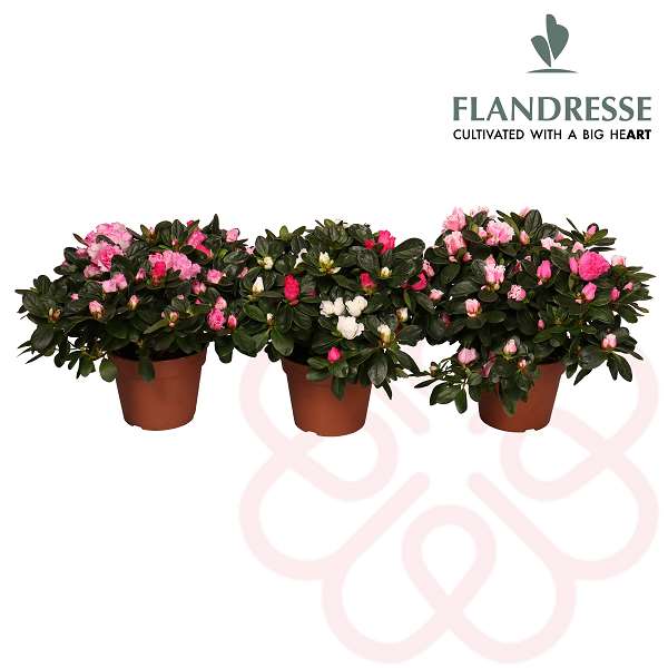 Picture of RHODODENDRON SIMSI (AZALEA) FLANDRESSE CARNAVAL