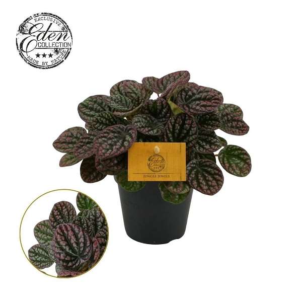 Picture of Peperomia bella bologna