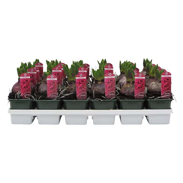 Picture of HYACINTHUS 01BULB RED