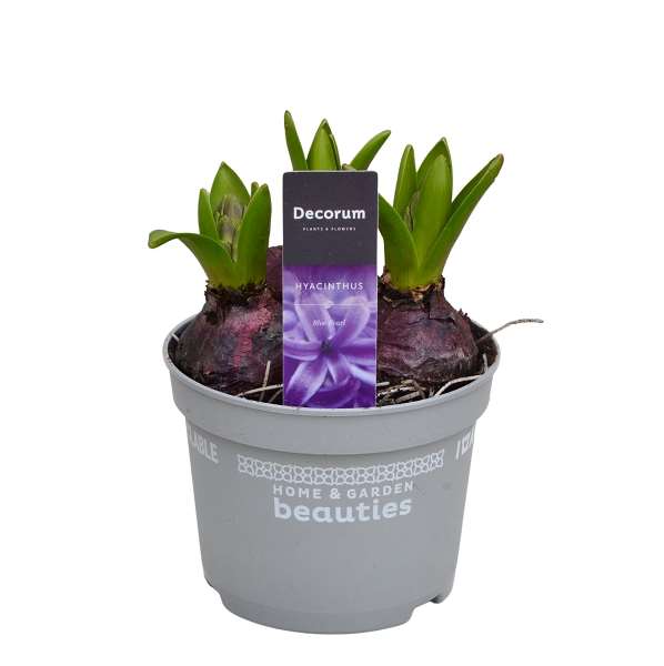 Picture of Hyacinthus 03bulbs blue
