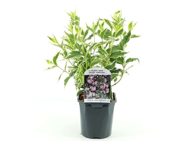 Picture of WEIGELA FLORIDA NANA VARIEGATA