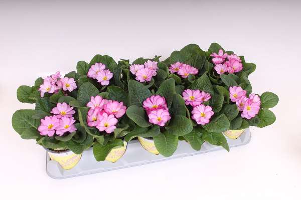 Picture of Primula ily specials woodland rose