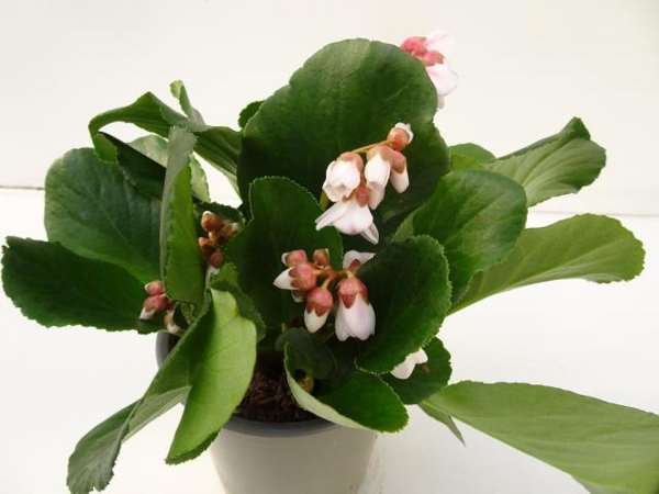 Picture of BERGENIA HARZKRISTALL