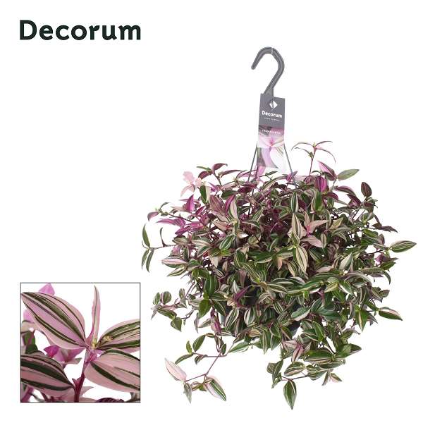 Picture of Tradescantia fluminensis quadricolor hanging bask 