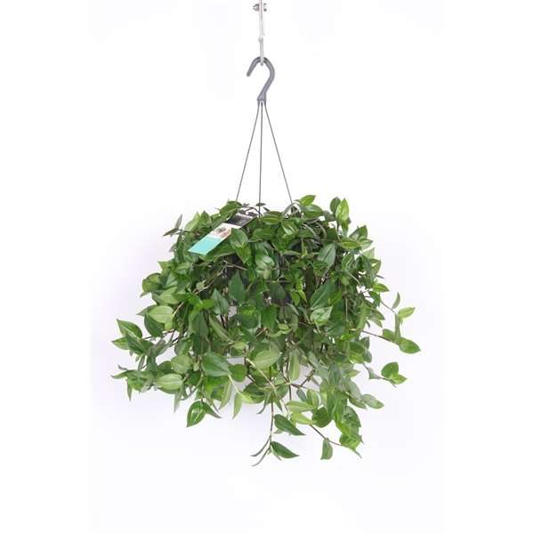 Picture of TRADESCANTIA GREEN HILL IN HANGING BASKET