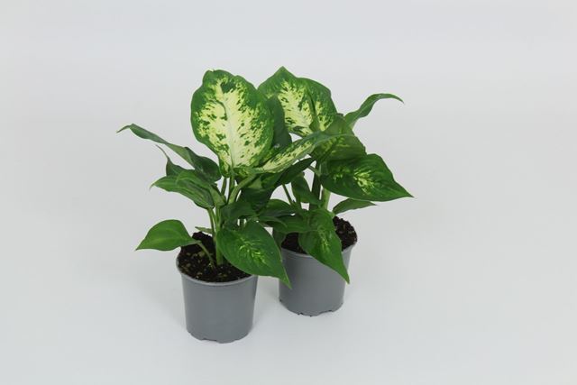 Picture of Dieffenbachia compacta