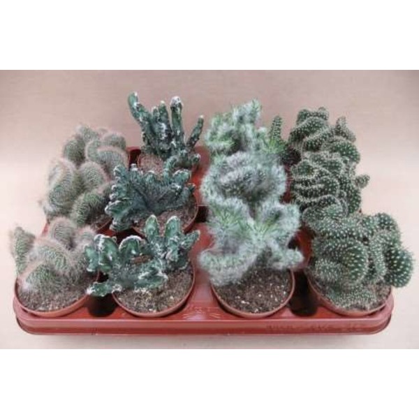Picture of CACTUS CRISTAAT MIX