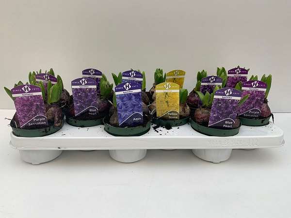 Picture of HYACINTHUS MULTIFLORA MIX