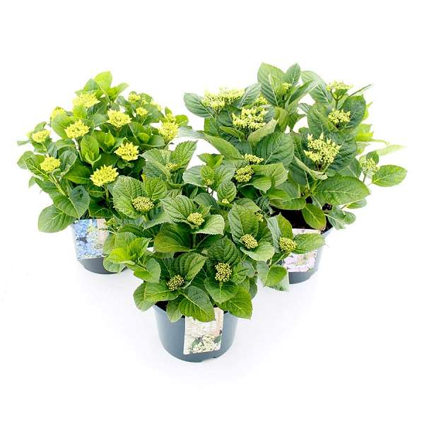 Picture of Hydrangea macrophylla teller mix