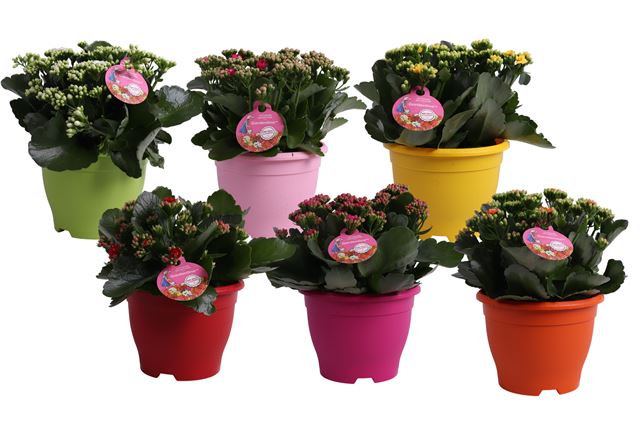 Picture of Kalanchoe gardenlina in colour coded pot