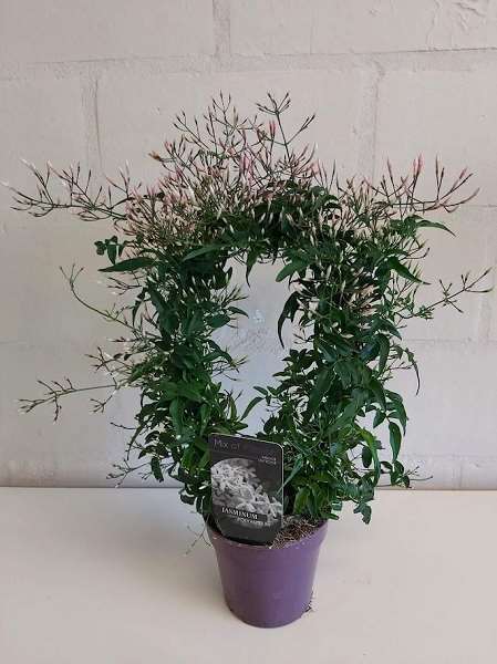 Picture of Jasminum polyanthum boog