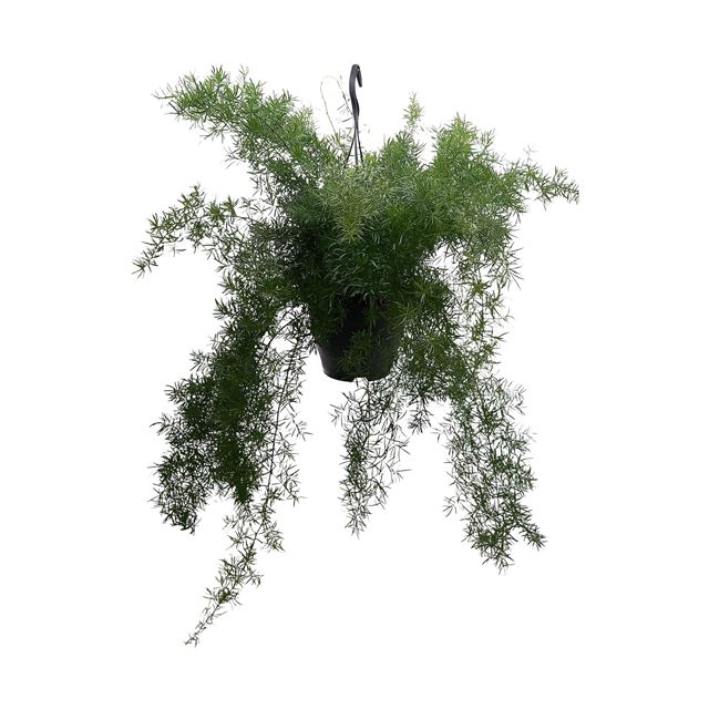 Picture of Asparagus densiflorus sprengeri in hanging basket