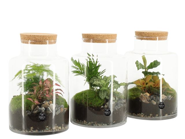 Picture of TERRARIUM