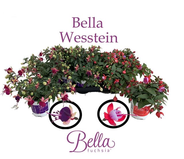 Picture of Fuchsia mix