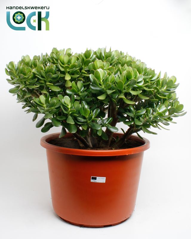 Picture of CRASSULA OVATA