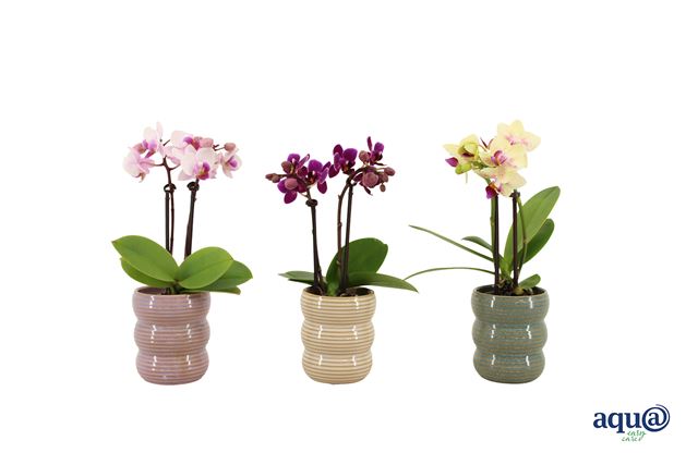 Picture of Phalaenopsis 02-stem mix tiny dolls in ceramic
