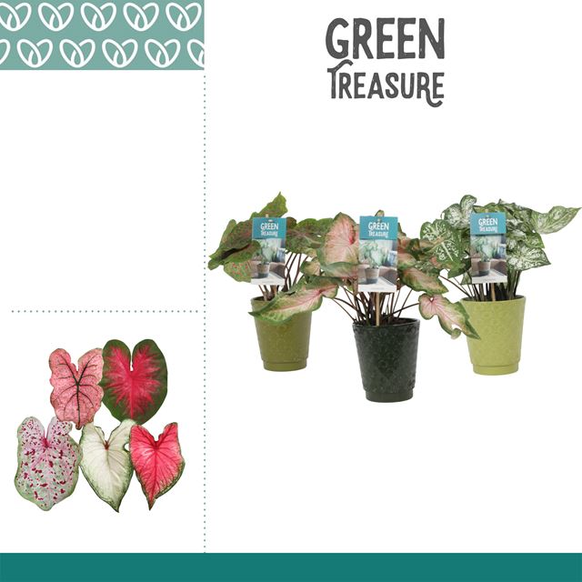 Picture of Caladium mix