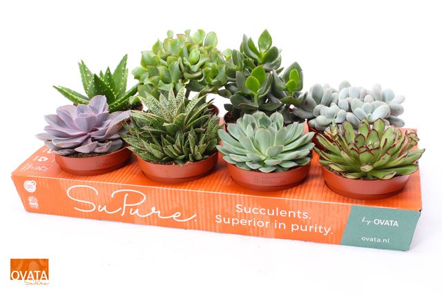 Picture of SUCCULENT MIX ROCK