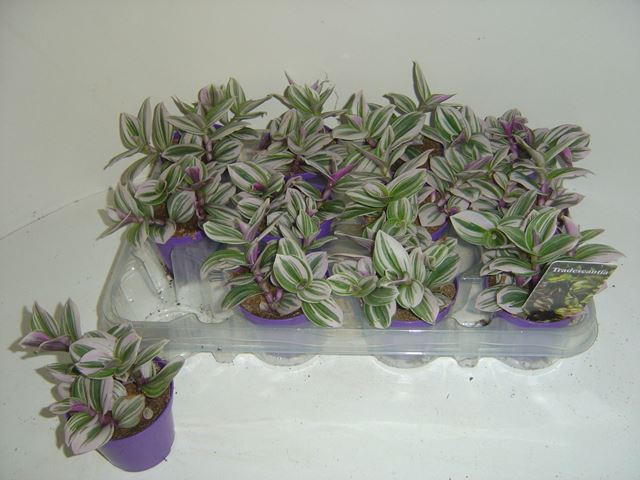 Picture of TRADESCANTIA WHITE