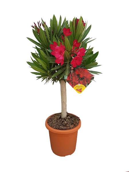 Picture of NERIUM OLEANDER MINI TIGE 18CM DECO