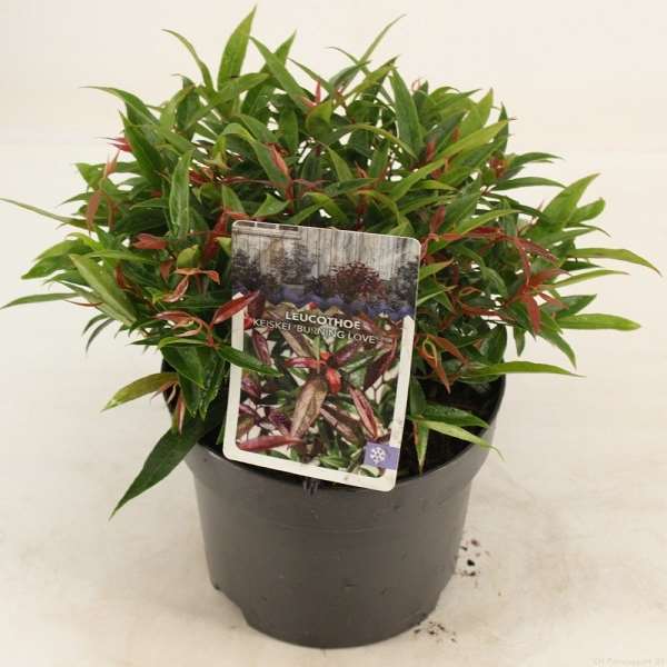 Picture of LEUCOTHOE KEISKEI BURNING LOVE