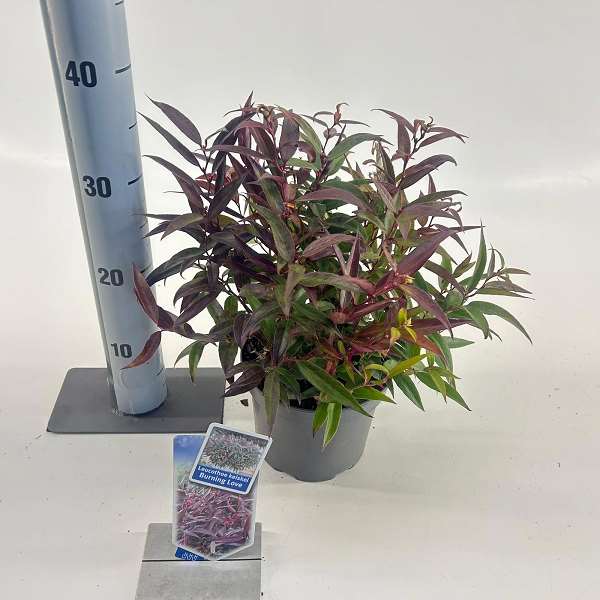 Picture of Leucothoe keiskei burning love
