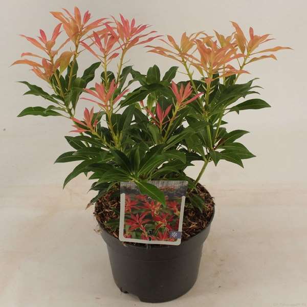 Picture of PIERIS JAPONICA FOREST FLAME