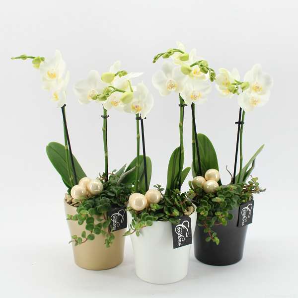 Picture of PHALAENOPSIS ARRANGEMENT 02PP IN CERAMIC