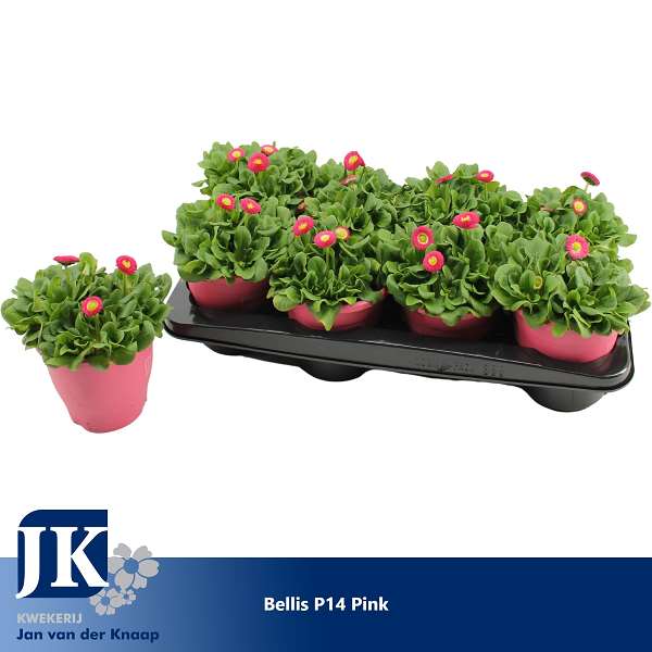 Picture of BELLIS PERENNIS PINK IN PINK POT