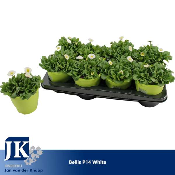 Picture of BELLIS PERENNIS WHITE IN GREEN DECO POT