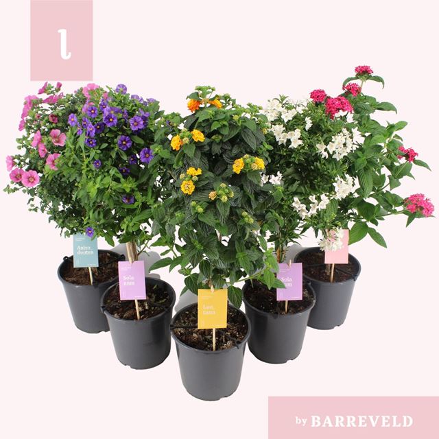 Picture of Kuipplanten stam mix laag