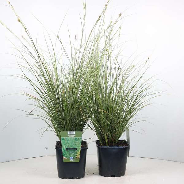 Picture of CAREX BRUNNEA VARIEGATA