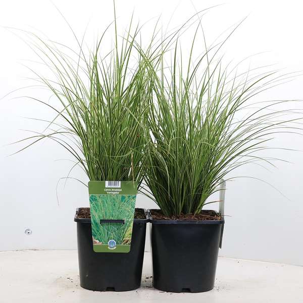 Picture of CAREX BRUNNEA VARIEGATA