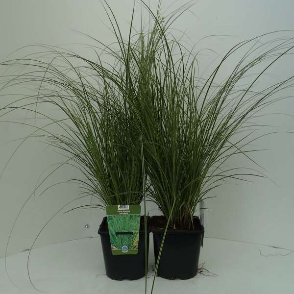 Picture of CAREX BRUNNEA VARIEGATA