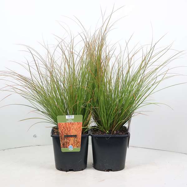 Picture of CAREX TESTACEA PRAIRIE FIRE