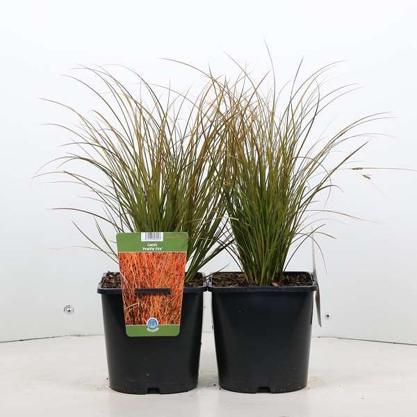 Picture of CAREX TESTACEA PRAIRIE FIRE