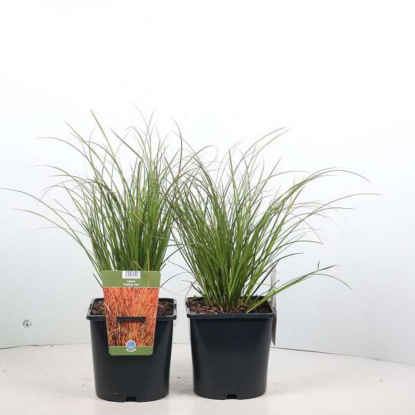 Picture of Carex testacea prairie fire