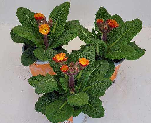 Picture of PRIMULA ELATIOR INDIAN TIGER